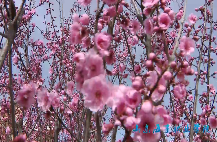 校園風(fēng)光片《花好花開(kāi)春滿(mǎn)園》